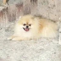 توله سگ پامر خرسی قیمت۱۰ میلیون