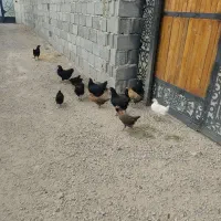 نیمچه گلین لری و تخم نطفه دار استرالوپ ویاندوت|حیوانات مزرعه|تبریز, |دیوار