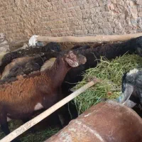 گوسفند کشتاری