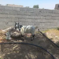 گوسفندفروشی