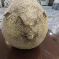 تزئینی ماهی بادکنکی