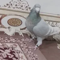 کفتر کبوتر|پرنده|یزد, |دیوار