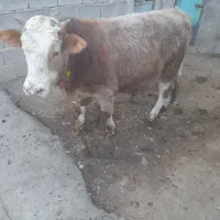 حیوانات مز رعه