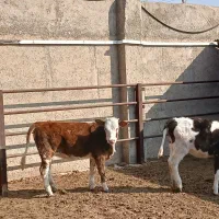 گوساله های خوب سه تا ماده دوتا نر هستش سالم|حیوانات مزرعه|شهریار, فرارت|دیوار