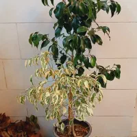 دیفن یوکا بنجامین فیکوس شفلرا پتوس آگلونما تراریوم|گل و گیاه طبیعی|قم, سنگ بند|دیوار