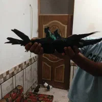 3 عداد زاغ صرب واکسی|پرنده|شادگان, |دیوار
