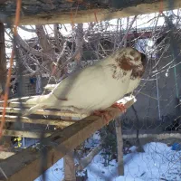 کفتر فروشی|پرنده|رزن, |دیوار