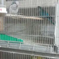 جفت های مولد راهب|پرنده|کرج, ساسانی (قلمستان)|دیوار