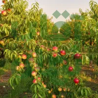 خرید نـهـال گـردو پربار برای کاشت تجاری|خدمات باغبانی و درختکاری|اشنویه, |دیوار