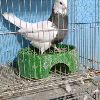 طوقی نر زیره ای