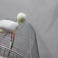 عروس هلندی لوتینو  جوان بالغ