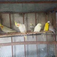 عروس هلندی و مرغ عشق