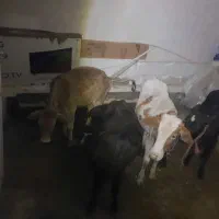 ۴عدد گوساله