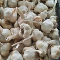 سیر تازه