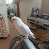 طوطی برزیلی ماده جوان نژاد مارال|پرنده|صحنه, |دیوار