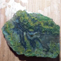 سبز جنگلی تک درخت