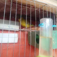 قناری نر|پرنده|بهبهان, |دیوار