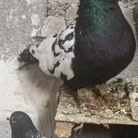 سینه صید نر|پرنده|شیروان (خراسان), |دیوار