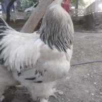 تخم مرغ نطفه دار نژاد برهما|حیوانات مزرعه|چهارباغ, |دیوار