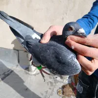 دوبر نابروان وجان آردن|پرنده|کوراییم, |دیوار