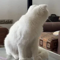 گربه اسکاتیش اصیل|گربه|کرمان, |دیوار