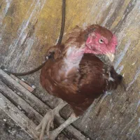 خروس لاری|حیوانات مزرعه|مشکین‌دشت, |دیوار