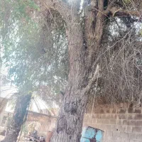 برش نخل قطع درخت (بریدن درخت)|خدمات باغبانی و درختکاری|بندر کنگان, |دیوار