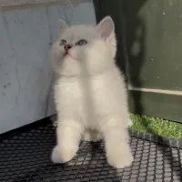 گربه بریتیش|گربه|کرج, عظیمیه|دیوار