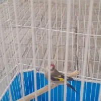 سهره|پرنده|زرند, |دیوار