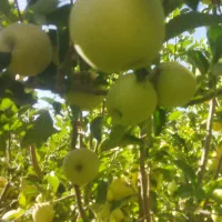 فروش سیب درجه یک طمع دارکامفیروز|حراج|شیراز, شاهچراغ|دیوار