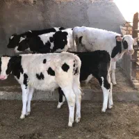 گوساله هولشتاین قطع شیر