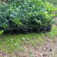 یاس هلندی سطل ۳نیم|خدمات باغبانی و درختکاری|رودسر, |دیوار