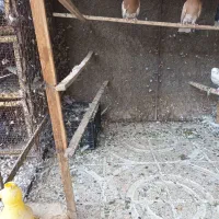 کبوتر|پرنده|اصفهان, سپاهانشهر|دیوار