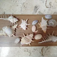 انواع صدف و مرجان آکواریوم.معاوضه با پرنده و قفس