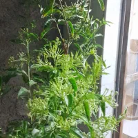 یک عدد گل شب بو|گل و گیاه طبیعی|زنجان, |دیوار