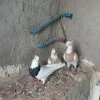 یه جفت طوقی ..|پرنده|ایلام, |دیوار