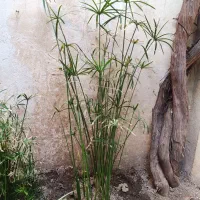 گل و گیاه طبیعی|گل و گیاه طبیعی|کرج, خرمدشت|دیوار
