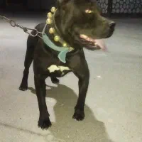 پیتبول آمریکایی