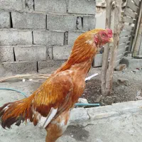 خروس|حیوانات مزرعه|میناب, |دیوار