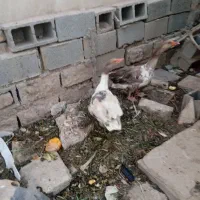غاز|حیوانات مزرعه|شیراز, شهرک گلها|دیوار