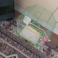 عروس هلندی پیداشده