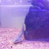 فروش ماهی چانا