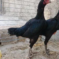 مرغ لاری افغان