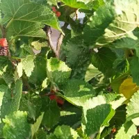 زمین مرتضی آباد خسروجرد