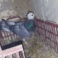 کبوتر درجه یک