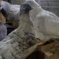 کبوتر موشی نقره ای پنج عدد یکجا یک ونیم