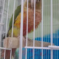 طوطی سرلاکی عروس،گیرینچیک|پرنده|آباده, |دیوار