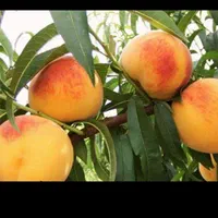 نهال  پیوندی گلدانی  قوی در نهالستان یاس نسترن|خدمات باغبانی و درختکاری|بیرجند, |دیوار