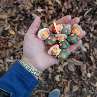 قارچ های یلدای|صنایع دستی و سایر لوازم تزئینی|علیآباد کتول, |دیوار