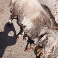 بره شیشک|حیوانات مزرعه|بیرجند, |دیوار